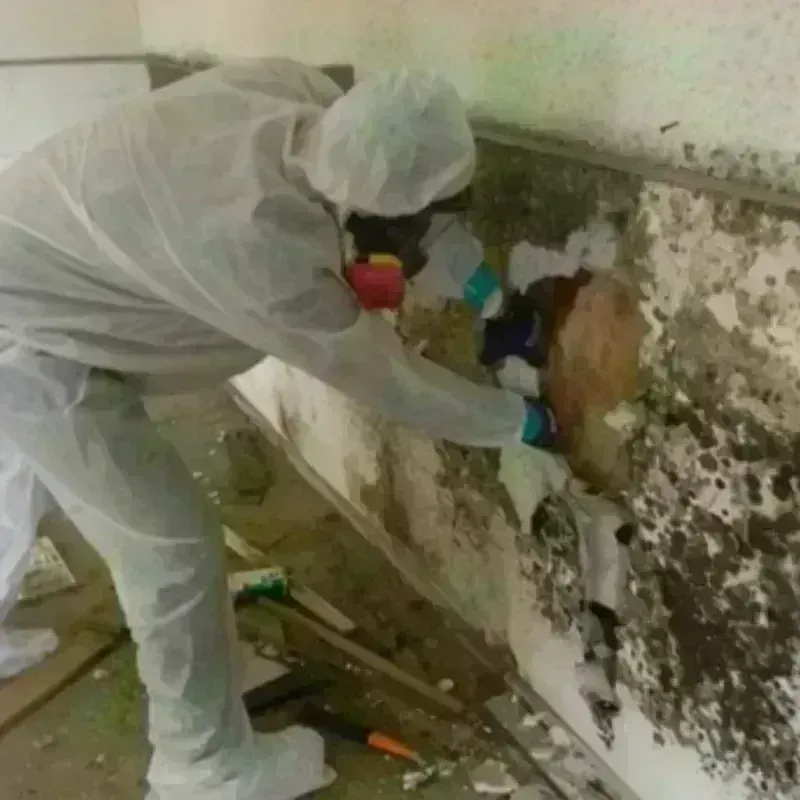 Mold Remediation and Removal in Clairton, PA